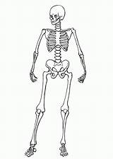 Esqueletos Skelett Lapiz sketch template