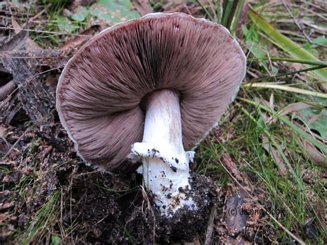 Australian Agaricus Mushrooms Fungioz Australian Fungi And More