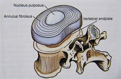 notes  anatomy  physiology  intervertebral discs