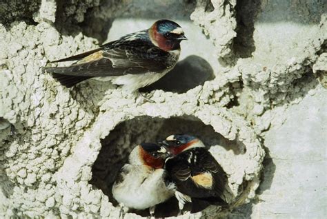 Cliff Swallows Of Nebraska Tern And Plover Conservation Partnership