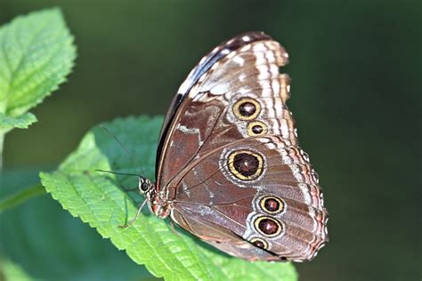 blauer morphofalter foto bild makro natur augenfalter bilder auf