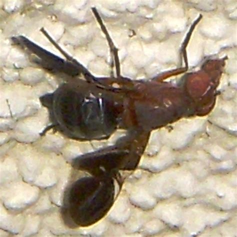 picture winged fly what s that bug