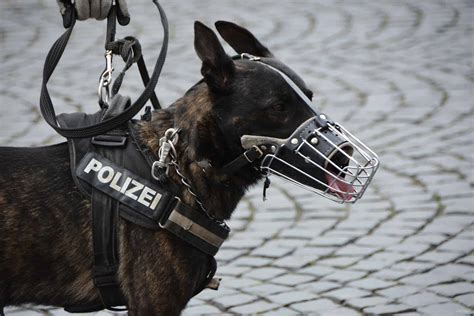 brave police dog breeds law enforcement dogs