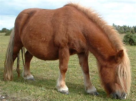 poni de shetland imagenes  fotos