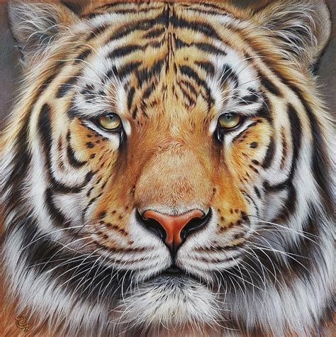 siberian tiger drawing  getdrawings