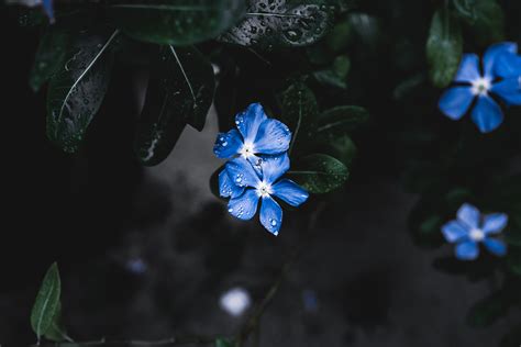 blue plant flower wallpaper hd nature wallpapers 4k wallpapers images