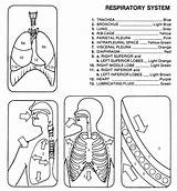 Respiratory Kids Physiology Dover Doverpublications sketch template
