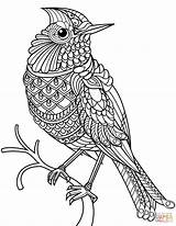 Coloring Cardinal Pages Zentangle Drawing Printable Birds Northern Flowers Cardinals Bird Color Easy Line Louisville Louis St Adults Getdrawings Getcolorings sketch template