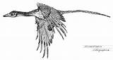 Archaeopteryx Flies sketch template