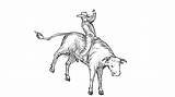 Bull Rodeo Drawing Rider Bucking Cowboy Animation 2d Getdrawings sketch template