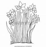 Narcissus Botanical Jonquil Blooming Raster sketch template