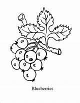 Coloring Blueberry Pages Blueberries Printable Kids Print Colouring Color Mandala Crafts Sal Bush Drawing Blue Berry Template Craft Popular Getdrawings sketch template