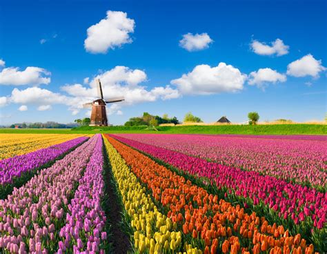 Tulip Season Begins In The Netherlands Travel Earth