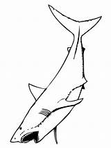 Shark Squalo Fresco sketch template