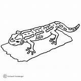 Salamander Coloring Pages Tiger Colorful Printable Salamanders Template Results sketch template