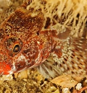 Afbeeldingsresultaten voor "gobius Strictus". Grootte: 174 x 185. Bron: es.dreamstime.com