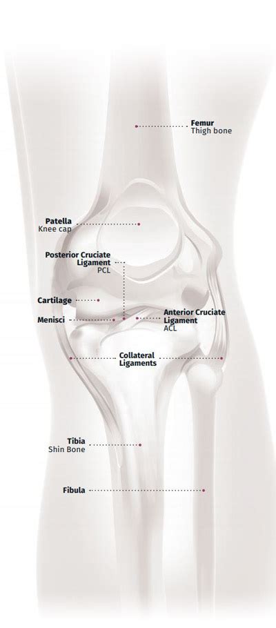 Understanding Total Knee Replacement Microport Orthopedics