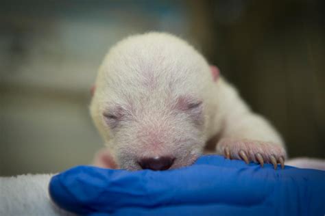 newborn polar bear cub pulled  mother den  alive healthy wsyx