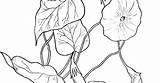 Morning Glories Coloring sketch template