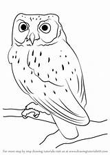 Screech Owls Drawingtutorials101 Outline Birds Rimante Tutorials Awl Animals sketch template