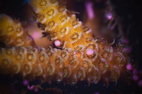 The Great Barrier Reef Coral Spawning The World’s Largest Orgasm