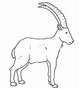 Ibex Midisegni Bosco Stampare Stambecco Cinghiali Montagna Fauna Alpes Designlooter Animale sketch template