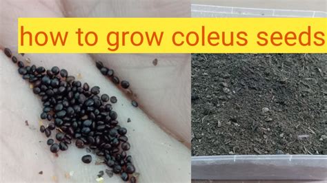 grow coleus seeds youtube