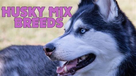 top  cutest husky mix breeds   dogs