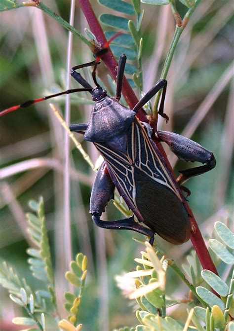 arizona beetles bugs birds   life cycle   giant