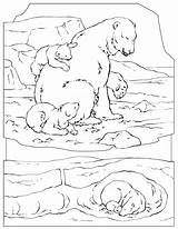 Coloring Pages Polar Bear Kids Color Ages Develop Creativity Recognition Skills Focus Motor Way Fun sketch template