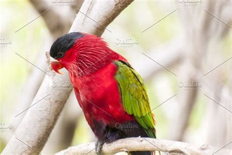 parrots   jungle   parrot jungle habitats