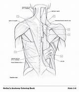 Netter Anatomia Colorear Libro Netters Consult Designlooter Anatomía 04cb 4c81 sketch template