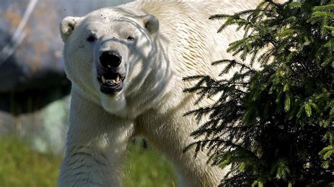 angry polar bear roar   hd wallpaper wallpapertip