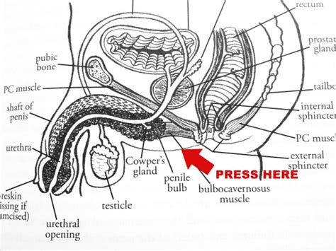 gay sex intercourse diagram