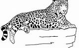 Jaguar Coloring Pages Downloadable sketch template