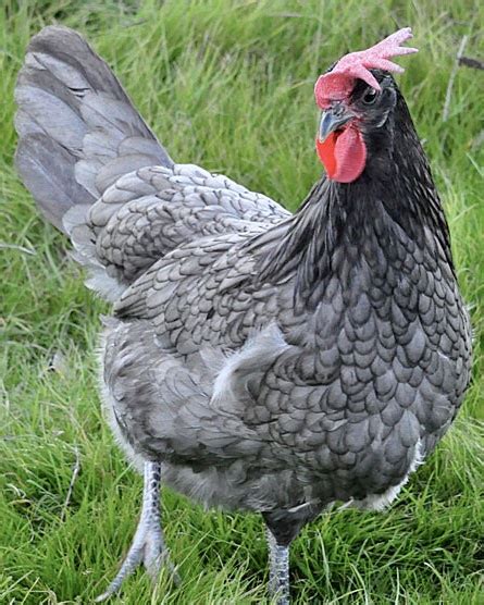 assorted rare breeds the chick hatchery