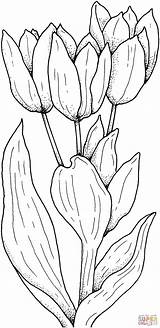 Tulips Flower Tulip Coloring Pages Printable Drawing Color Flowers Colouring Print Drawings Kids Painting Patterns Gif Cartoon sketch template