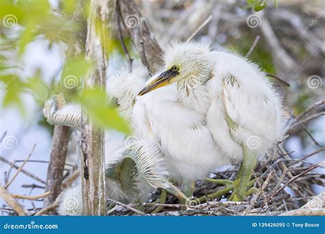 baby snowy egret   nest stock image image  baby heron