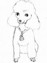 Poodle Puppy Dog Drawing Gaddynippercrayons sketch template