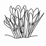 Crocus Coloring Getdrawings sketch template