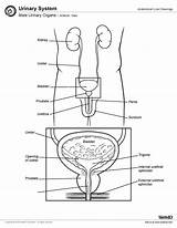 Male Urinary Anatomy Organs System Reproductive Diagram Urology Drawing Anterior Bladder Worksheets Agc Learn Want Female Human Organ Author Md sketch template