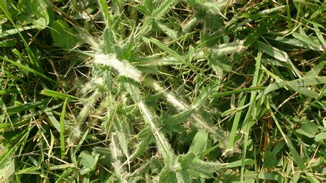 Thorny Weeds Weed Identification Guide Better Homes Gardens Have