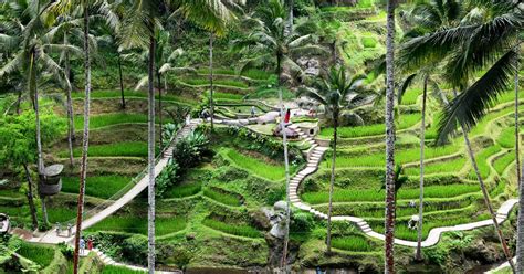 Ubud Semua Hal Perlu Anda Tahu Sebelum Liburan Ke Ubud Bali