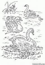 Lago Cisnes Coloring Colorare Disegni Swans Ptaki Cygnes Lac Dibujos Colorkid Kolorowanki łabędzie Cigni Jeziorze Aves Kolorowanka sketch template