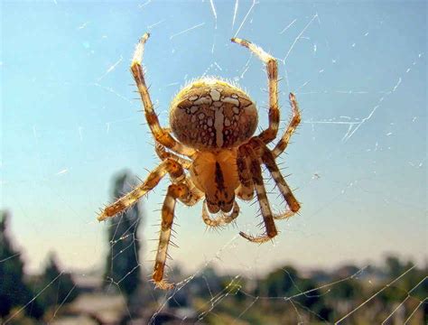 hoe kunt  het beste te werk gaan bij het bestrijden van spinnen
