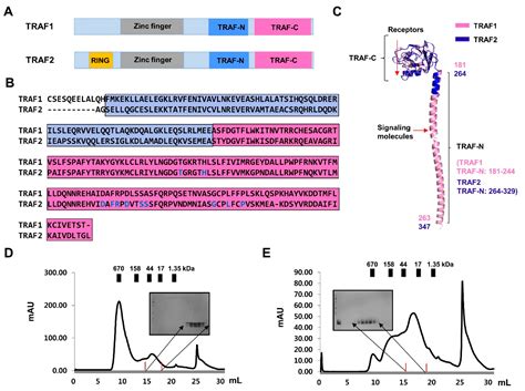 ijms  full text  vitro inhibitory mechanism effect  traip