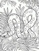 Snakes Slang Colouring Serpent Letscolorit Australian Från Sparad sketch template