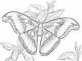 Atlas Realista Mariposa Moth Realistic Supercoloring Polilla Desenhos Insectos Schmetterling Categorias sketch template