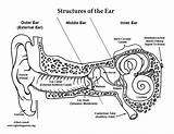 Ear Anatomy Coloring Human sketch template