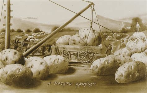 potato harvest smithsonian institution
